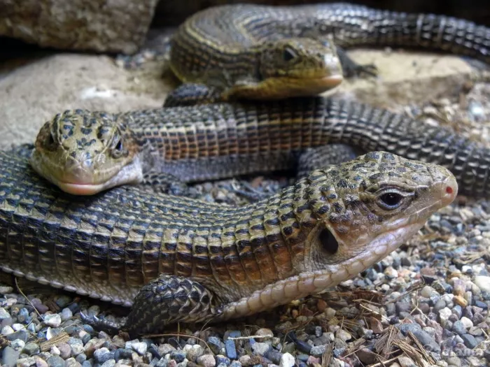 Ленинградский зоопарк