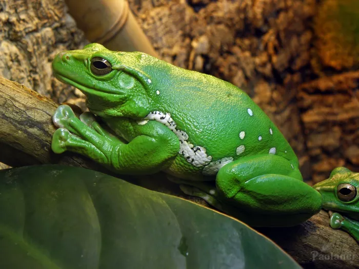 Ленинградский зоопарк