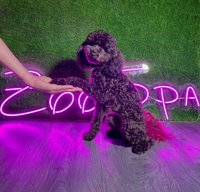 Зоосалон ZooSpa в Ростове-на-Дону