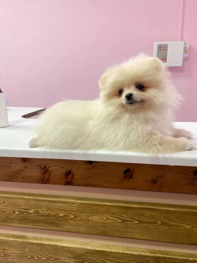 Зоосалон ZooSpa в Ростове-на-Дону: Зоосалон, Животные,