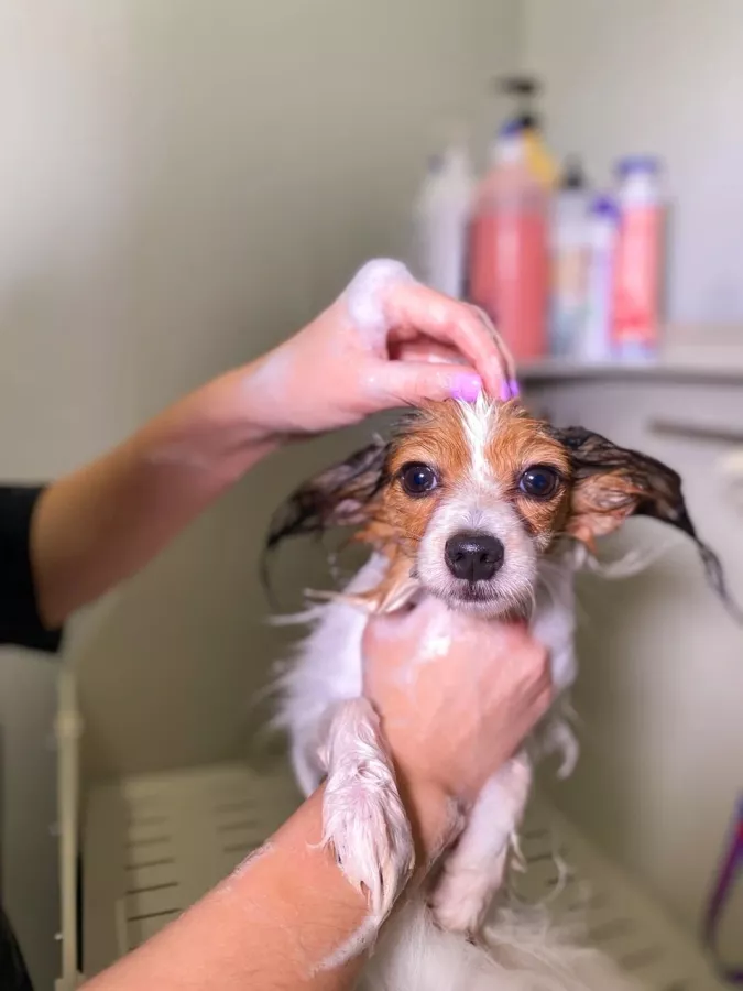 Зоосалон ZooSpa в Ростове-на-Дону: Зоосалон, Животные,