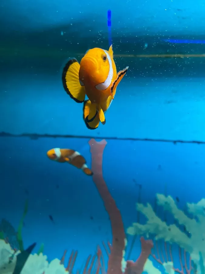 Океанариум в Геленджике: Океанариум, Животные,