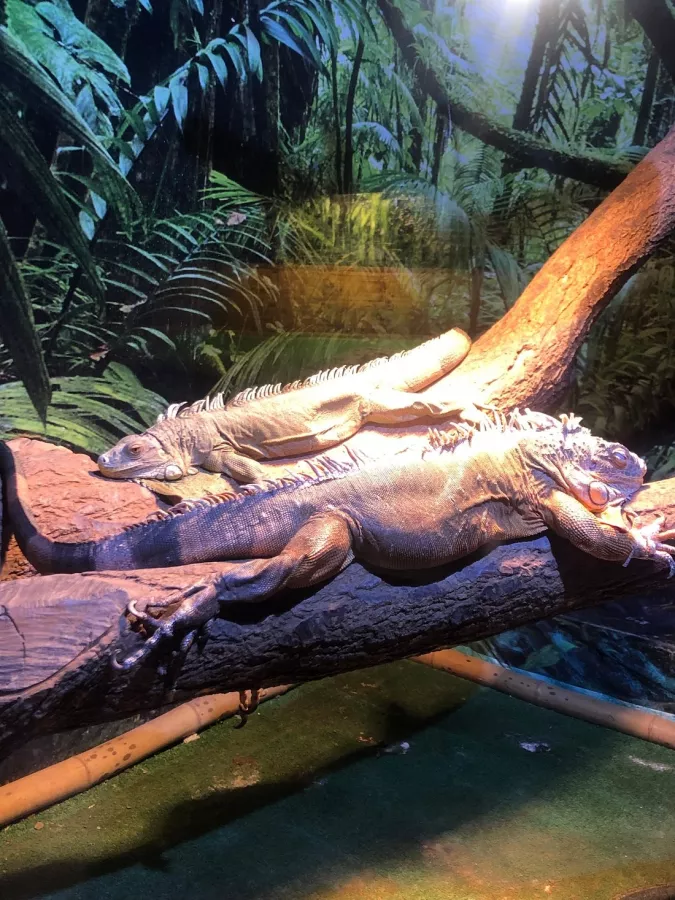 Океанариум в Геленджике: Океанариум, Животные,