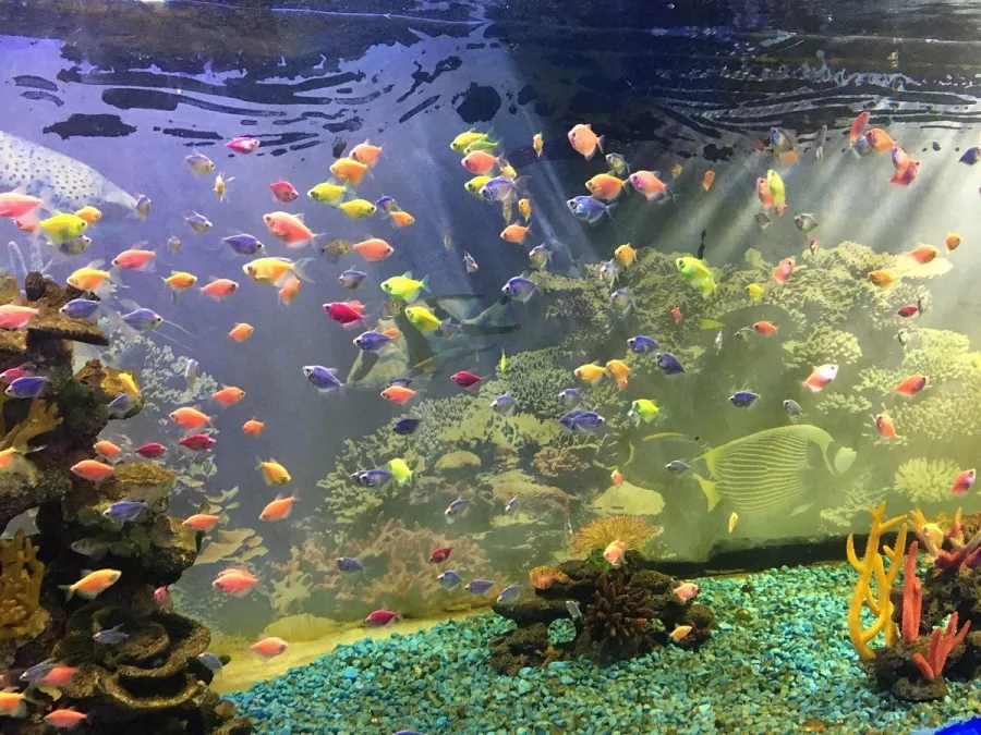 Океанариум в Геленджике: Океанариум, Животные,