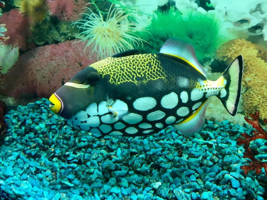 Океанариум в Геленджике: Океанариум, Животные,