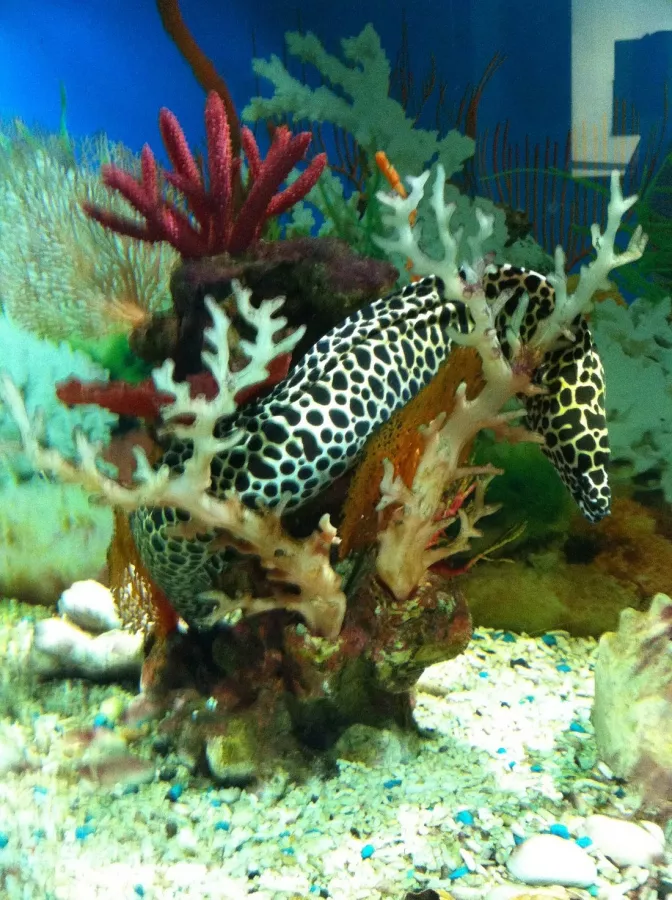 Океанариум в Геленджике: Океанариум, Животные,