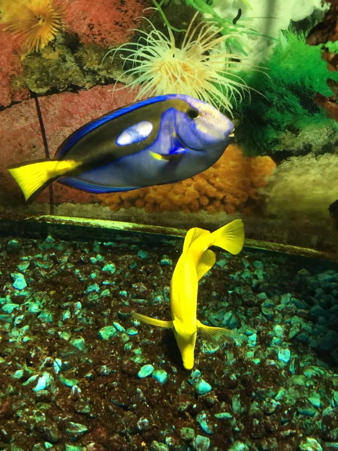 Океанариум в Геленджике: Океанариум, Животные,