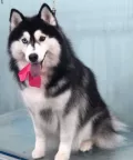 Миниатюра 6