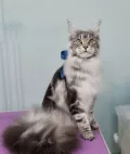 Миниатюра 7