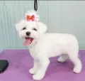 Миниатюра 8