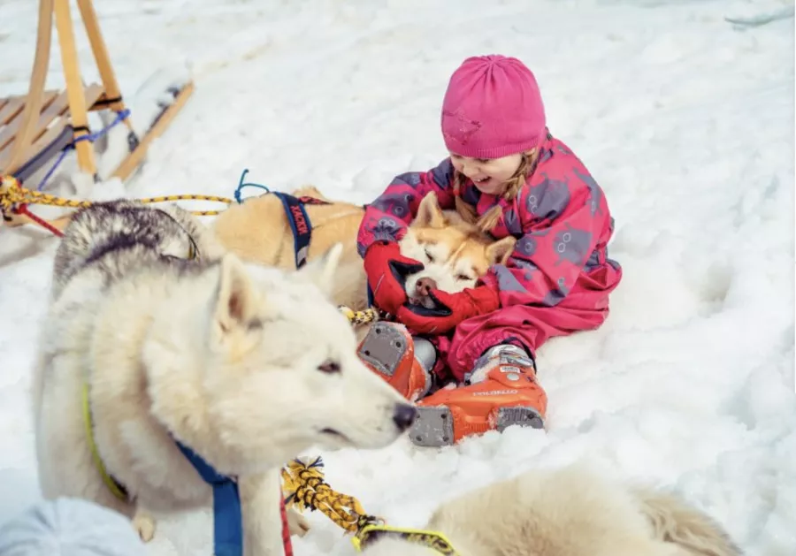 Хаски-центр в Красной Поляне: Животные,