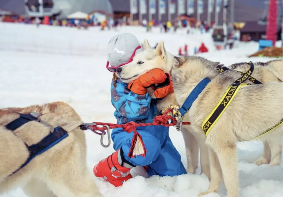 Хаски-центр в Красной Поляне: Животные,