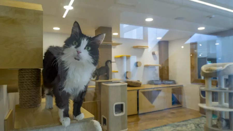 Ветклиника Vetcity Clinic в Москве: Ветклиника, ВетВрачи, ВетСтационар, ВетЛаборатория,