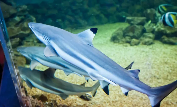 Океанариум "ОКЕАН ПАРК"