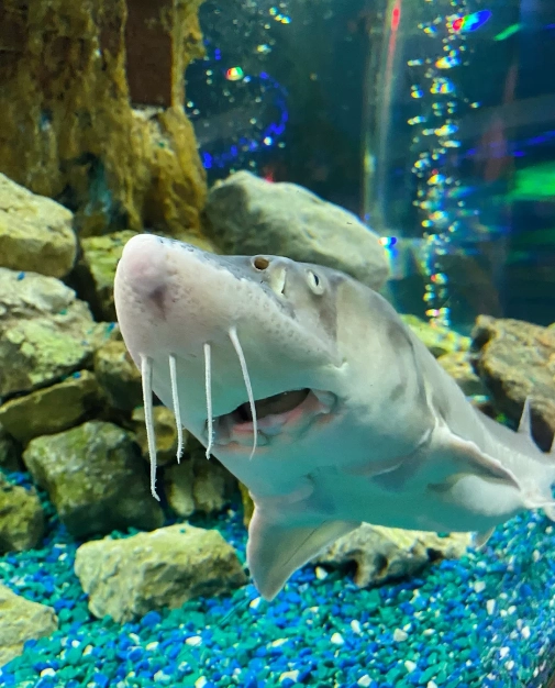 Океанариум "ОКЕАН ПАРК"