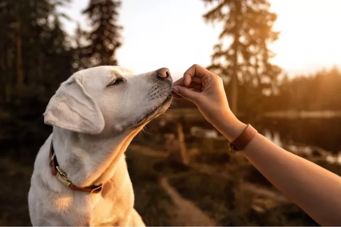 Гостиница для животных Lara Pet Otel  в  Анталии