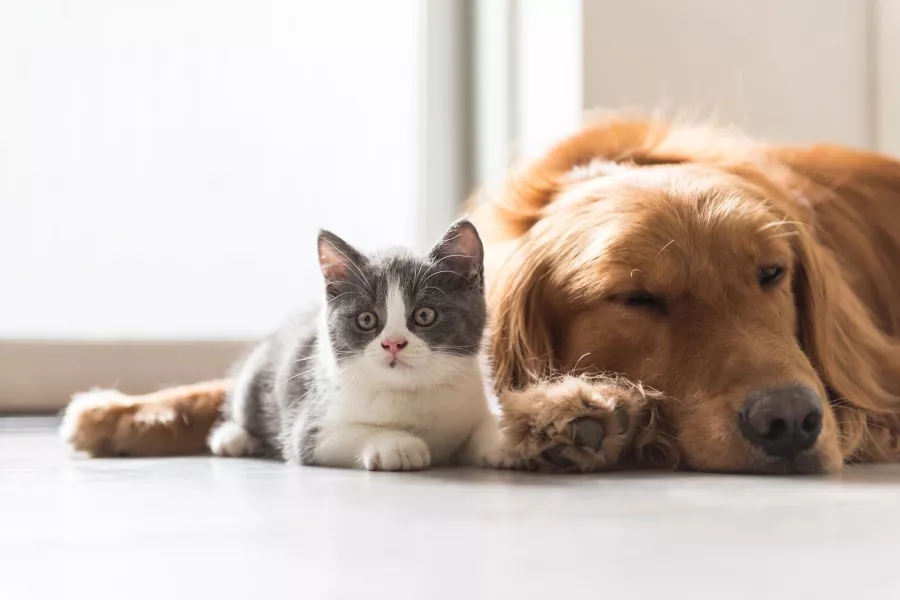 Гостиница для животных Lara Pet Otel в Анталии: Гостиница для животных, Любимцы,