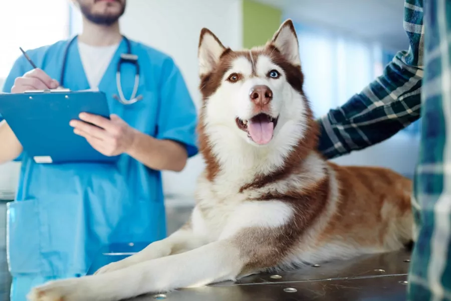 Ветеринарная клиника Luna Veterinary Clinic  в  Анталии