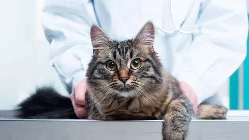 Ветеринарная клиника Çallı Veteriner Kliniği в Анталии