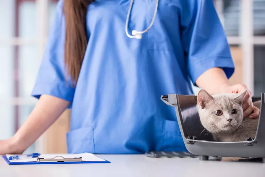 Ветеринарная клиника Çallı Veteriner Kliniği в Анталии: Животные,