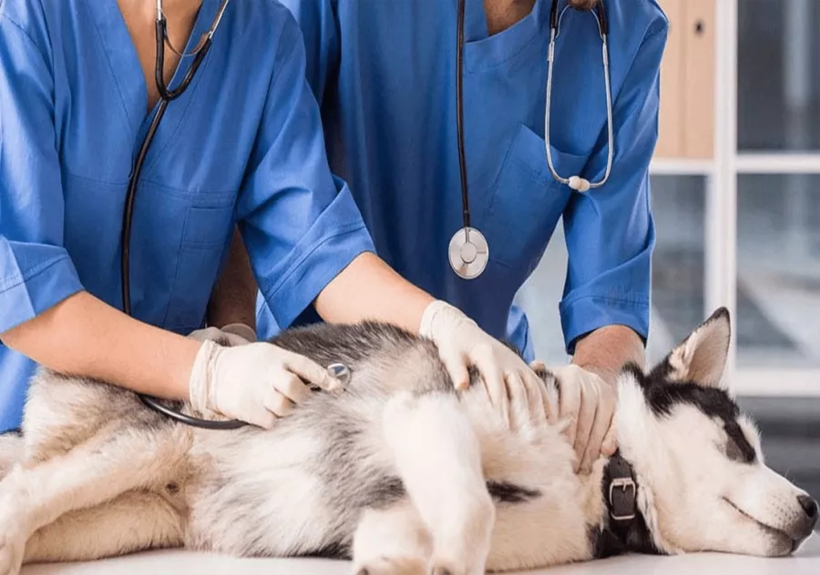 Ветеринарная клиника Çallı Veteriner Kliniği в Анталии: Животные,