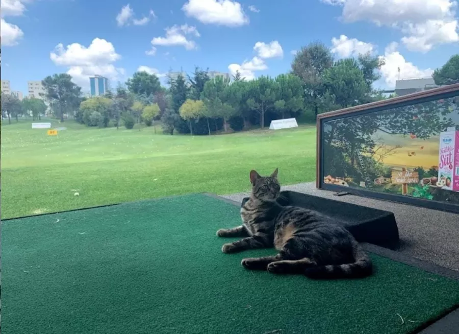 Гольф клуб Atasehir Golf Club в Стамбуле: Гольф клуб, Все для гольфа, Клубный дом, Поле для гольфа , Академия гольфа,