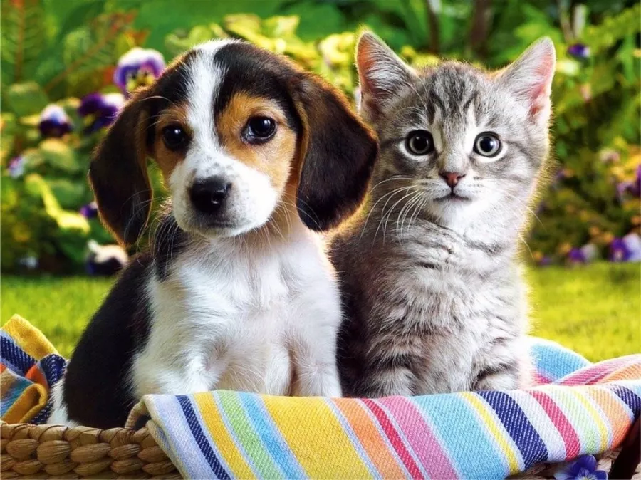 Ветеринарная клиника Viki Veteriner Kliniği  в  Стамбуле