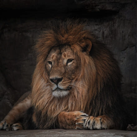 Минский зоопарк  в  Минске