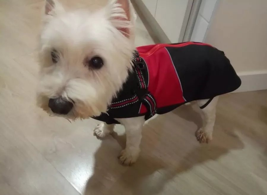 Ветеринарная клиника Veterinary Clinic San Anton в Торревьехе: Ветеринар, Коты, Собаки, Животные,