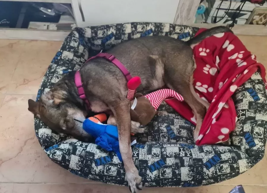 Ветеринарная клиника Veterinary Clinic San Anton в Торревьехе: Ветеринар, Коты, Собаки, Животные,