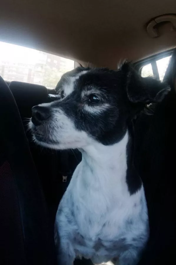 Ветеринарная клиника Veterinary Clinic San Anton в Торревьехе: Ветеринар, Коты, Собаки, Животные,