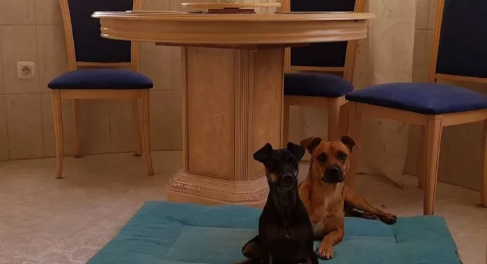 Ветеринария "Clínica Veterinaria San Esteban"