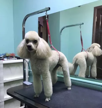 Ветеринарная клиника "Veterenario DocVet"