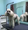 Миниатюра 4