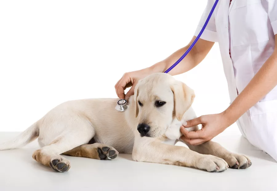 Ветеринарная клиника Animal Plus Center  в  Анталии