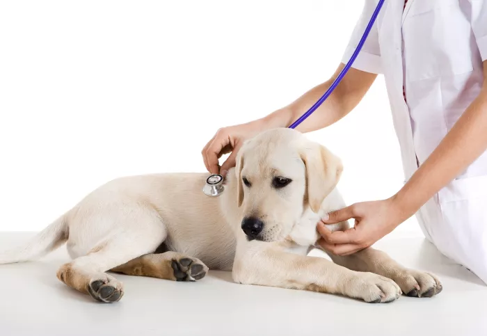 Ветеринарная клиника Animal Plus Center  в  Анталии