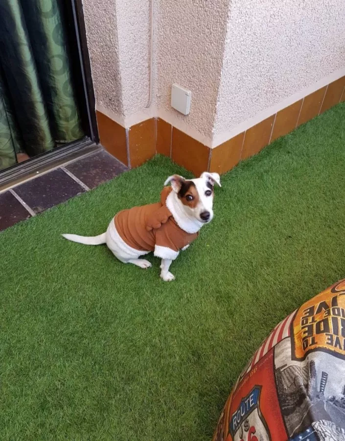 Ветеринария Veterinary Polyclinic Zoocenter в Торревьехе: Ветеринар, Коты, Собаки, Животные,