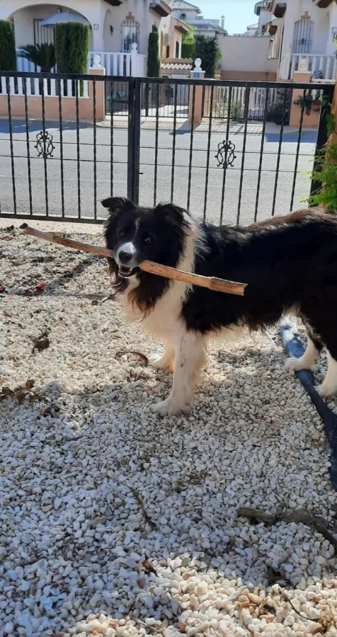 Ветеринария Veterinary Polyclinic Zoocenter в Торревьехе: Ветеринар, Коты, Собаки, Животные,