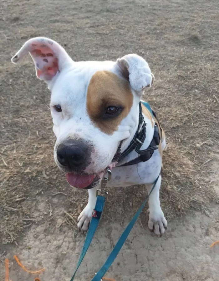 Приют Animal Shelter Torrevieja  в  Торревьехе