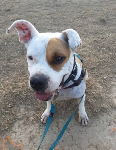 Приют Animal Shelter Torrevieja в Торревьехе