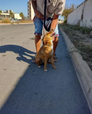 Приют "Animal Shelter Torrevieja"