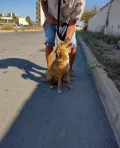 Миниатюра 4