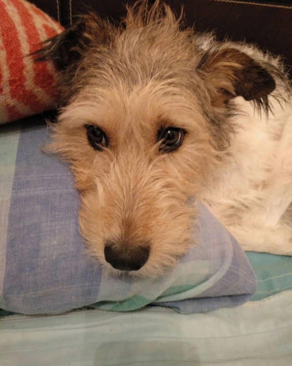 Ветеринария "Veterzoo Rojales y Los Balcones"