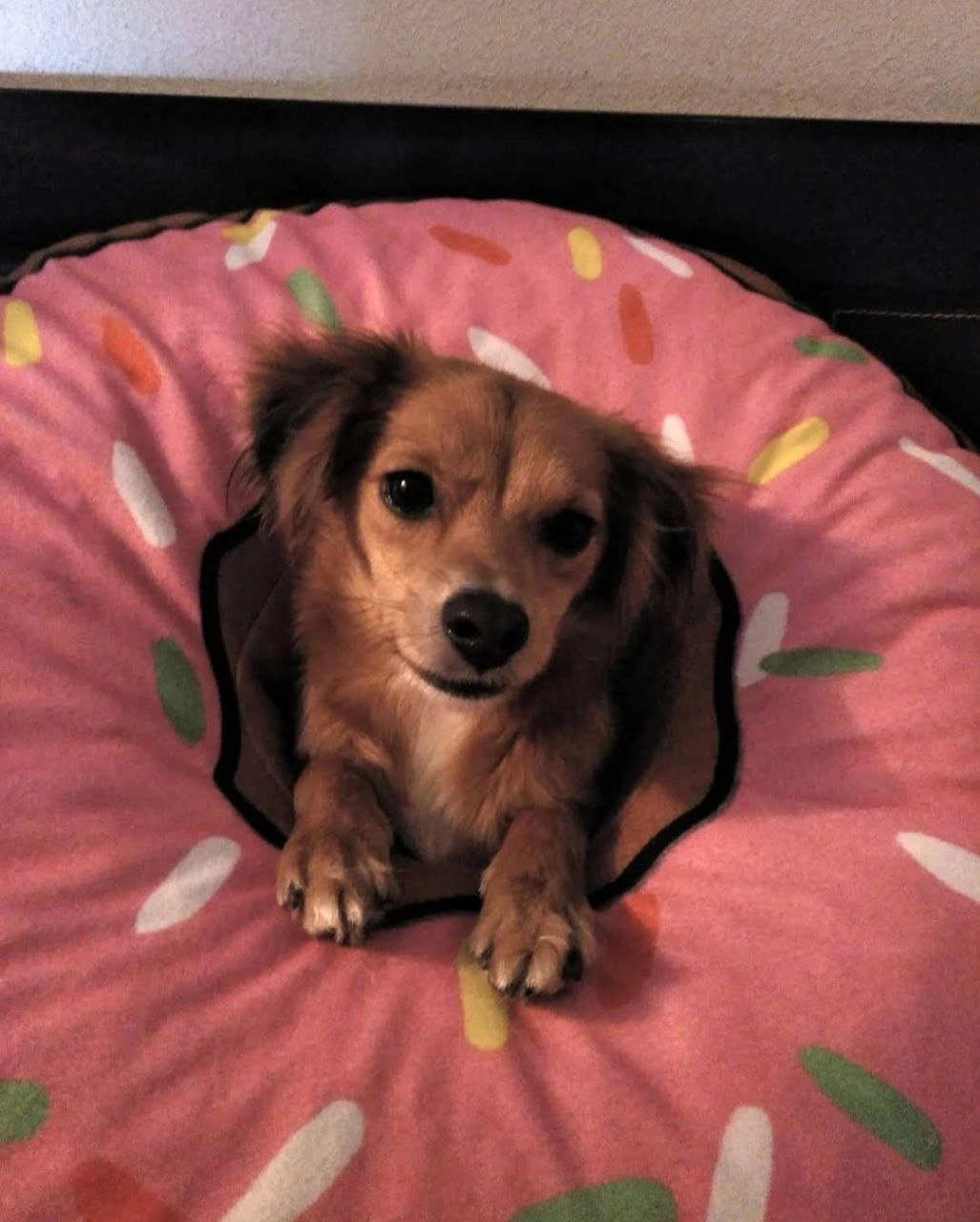 Ветеринария "Veterzoo Rojales y Los Balcones"