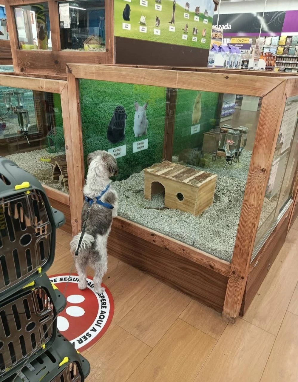 Зоомагазин "Kiwoko. Animal world"