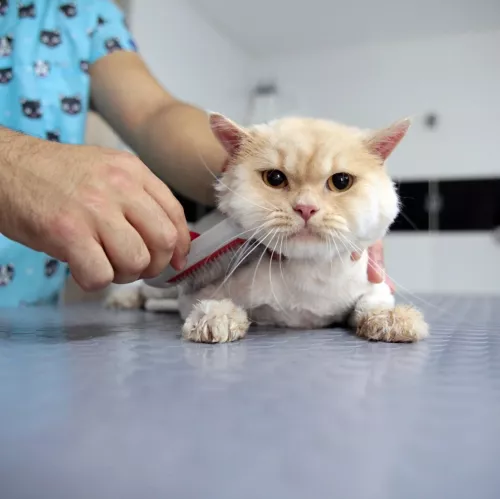 Груминг-салон Petzz Kuaför - Kedi Köpek Pet Kuaförü в Стамбуле