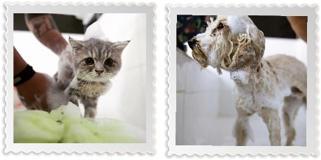 Груминг-салон Petzz Kuaför - Kedi Köpek Pet Kuaförü в Стамбуле: Груминг салон , Салон для питомцев, Кошка, Собака, Четвероногие друзья ,
