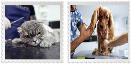 Груминг-салон Petzz Kuaför - Kedi Köpek Pet Kuaförü в Стамбуле: Груминг салон , Салон для питомцев, Кошка, Собака, Четвероногие друзья ,