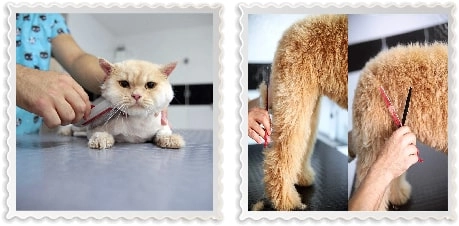 Груминг-салон Petzz Kuaför - Kedi Köpek Pet Kuaförü в Стамбуле: Груминг салон , Салон для питомцев, Кошка, Собака, Четвероногие друзья ,