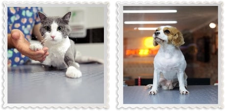 Груминг-салон Petzz Kuaför - Kedi Köpek Pet Kuaförü в Стамбуле: Груминг салон , Салон для питомцев, Кошка, Собака, Четвероногие друзья ,